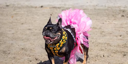 Frenchie Meetup with the French Beachdogs!