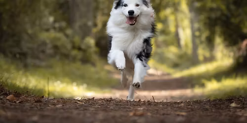 Really Reliable Recall Workshop with guest instructor Wenzdi Bennet