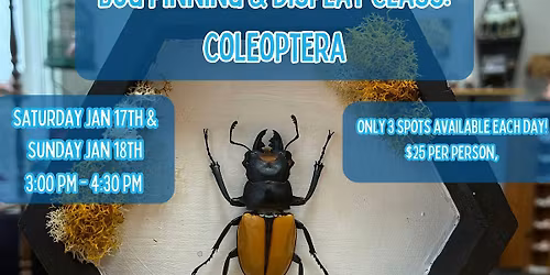 Bug Pinning & Display Class: Coleoptera - January 2026