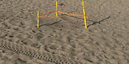 Sea Turtle Stories: Morning Beach Walk