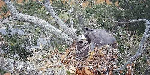 Gray Hawks Of The Lower Rio Grande Valley