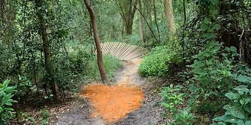 Mt Dora Trail Work Day