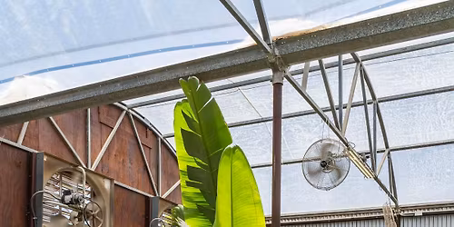 House Plants - Caring for your interior house plants