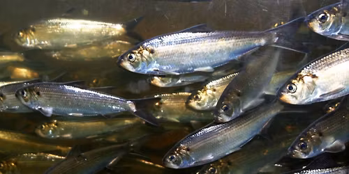 A Celebration of Fish and Rivers on World Fish Migration Day