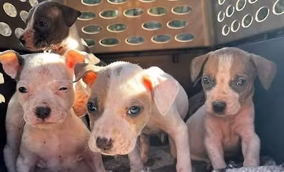 Community Meeting to Address Animal Welfare Concerns