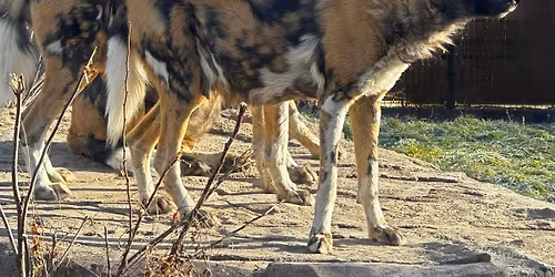 Dads, Dogs, and Donuts: A Father\u2019s Day Celebration