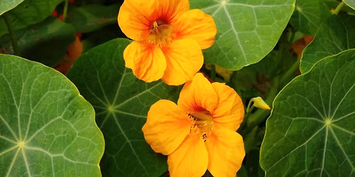 Edible Flora 