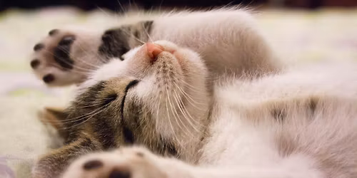 Fall Kitty Cat Yoga