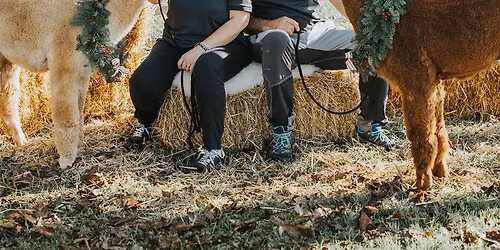 Arrivano gli Alpaca alla Riserva Alberoni