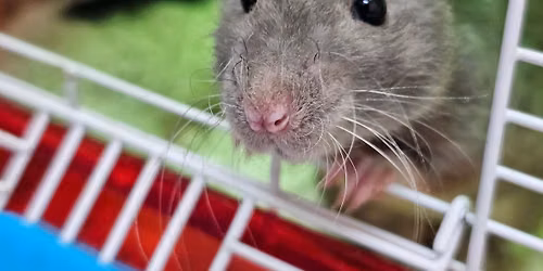 April 9- 11, 2027 Barn Hunt Trial- Smarty Paws Rat Pack