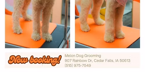 Dog brushing seminar! 