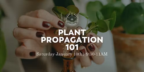 Plant Propagation Workshop to Master Cuttings and Division Skills