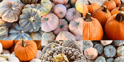 pumpkin’s + more!