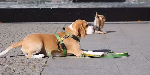 \u015aWINOUJ\u015aCIE: Kurs Podstawowe Pos\u0142usze\u0144stwo