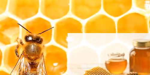 Products of the Hive: Honey, Wax, and More