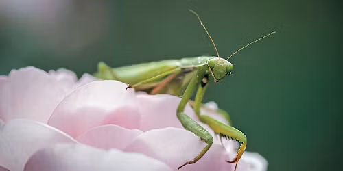 Beneficial Bugs & Organic Gardening