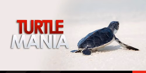 Turtle Mania | The Bucket list of Oman (BABY TURTLES HATCHING SEASON)