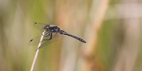 Dragonfly and Damselfly Survey Day at Venford Reservoir