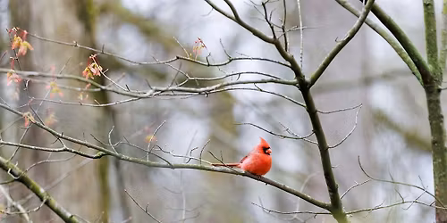Birds and Brews at Newfields with Indiana Audubon
