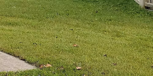 Dave Hudgins on his Arizona Bird Adventure - Patagonia & Beyond