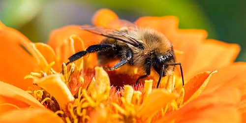 Missione impollinatori