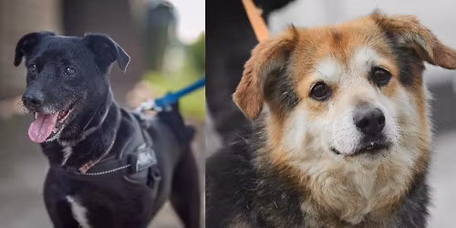 Max i Ajaks w poszukiwaniu kochaj\u0105cego domu!