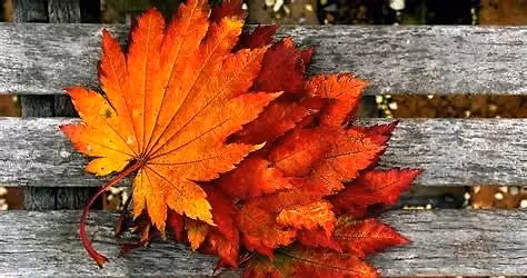 Fall Vendor Show