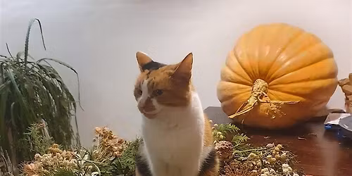 Winter Wreaths, Swags and Stars