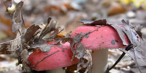 Mushroom ID Walk