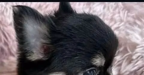 Chihuahua puppies for adoption 