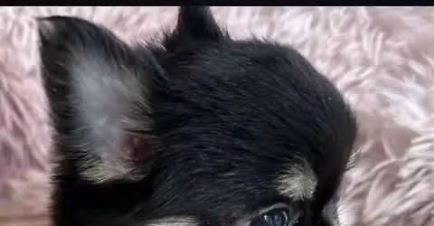 Chihuahua puppies for adoption 