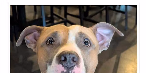 Grand Opening with Pawfect