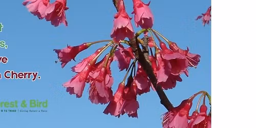 Cherry Tree Working Bee - Vi Briffault Reserve
