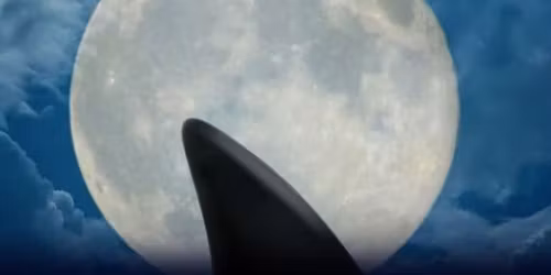 Scouts | Aquarium After Dark