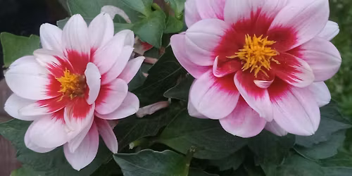 Not-Always-Annual Spring Plant Sale