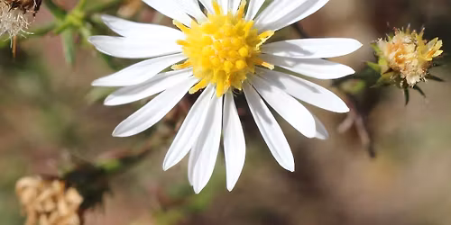 Where the Wildflowers Are Hike