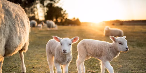 An Afternoon With Ben Strugnell - A Focus On Sheep Health 