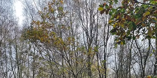 Horsehay Coronation Walk