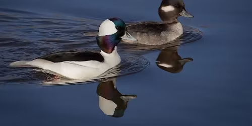 Bird Walk - Hains Point