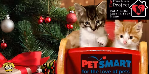 Kitten adoption Petsmart Lancaster