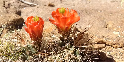 Pretty, Prickly and Pervasive Plants