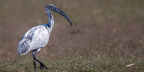 Wildlife and Bird Photography
