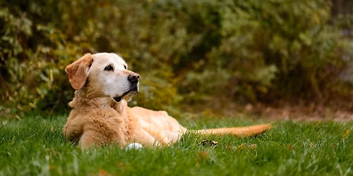 Pet Photography for People Who Love Their Pets- Rob Sylvan, Canon