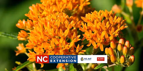 Gardening with Natives: Big Impact, Less Work