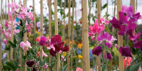 Success with Sweetpeas