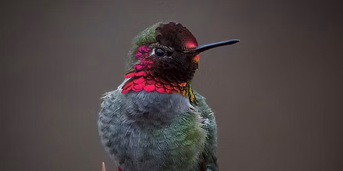 Wednesday Birders at Hulls Gulch