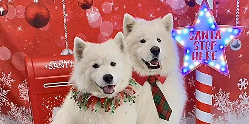 Christmas Pet Photos