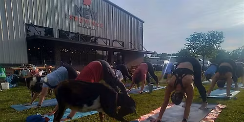 Greedy Goat Yoga @ New Province Brewing Company!