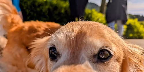 HV Hikers: "Camp Canine Hike" (easy)