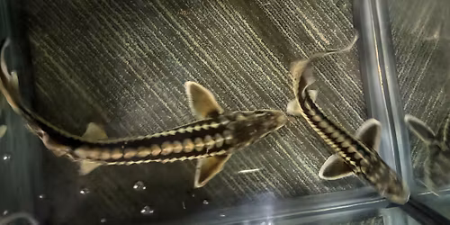 Accessible Adventures: Ancient Waterways